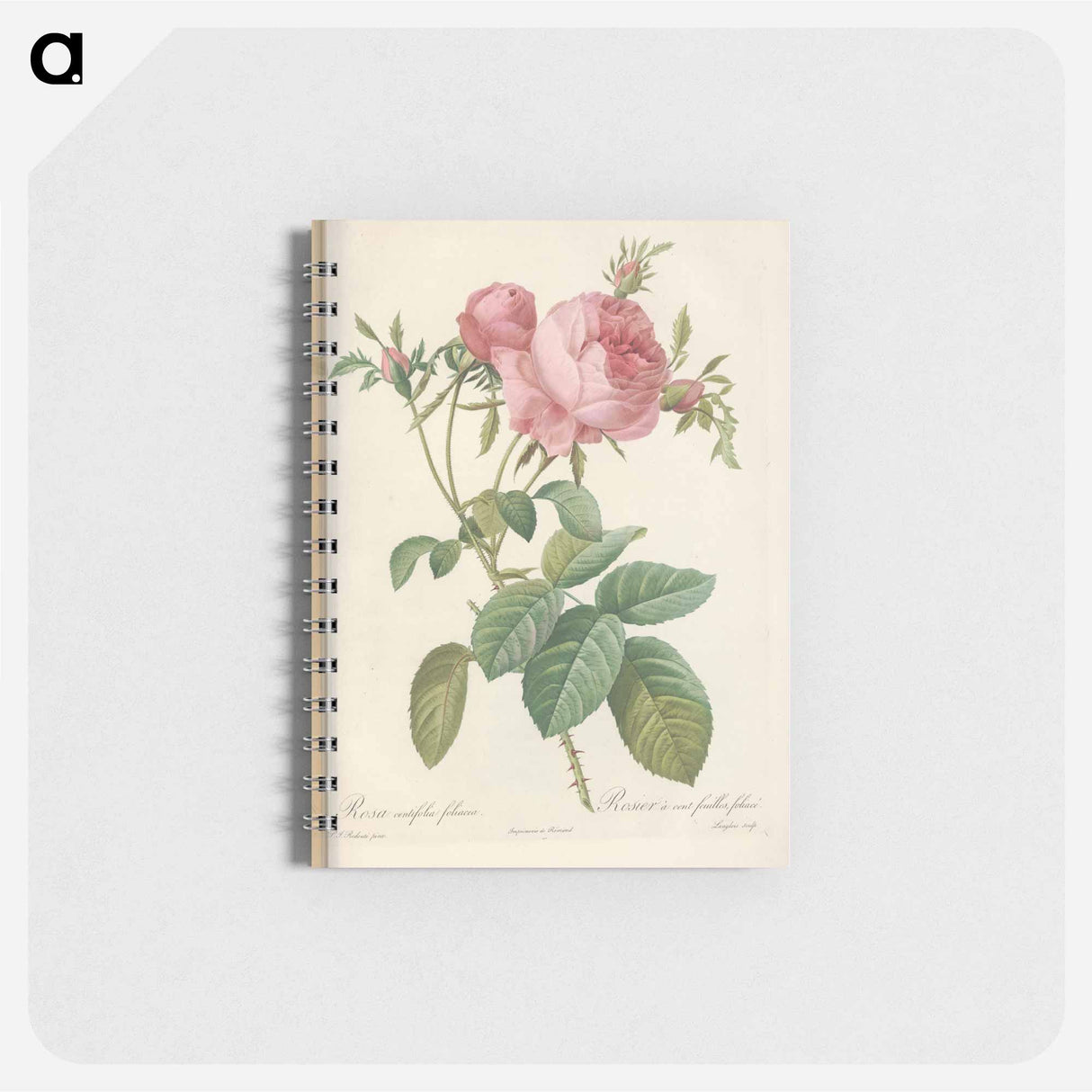 Rose illustration - ピエール ジョゼフ ルドゥーテ Memo.