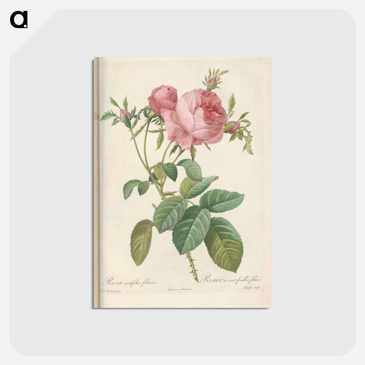 アートポストカード-Rose illustration - ピエール ジョゼフ ルドゥーテ Postcard.