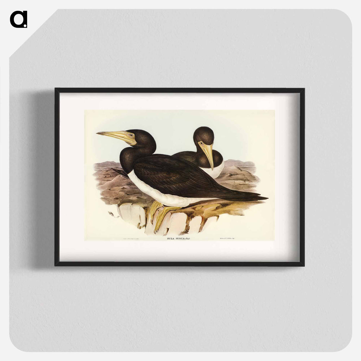 アートポスター-Brown Gannet
- オーストラリアの鳥 Poster.