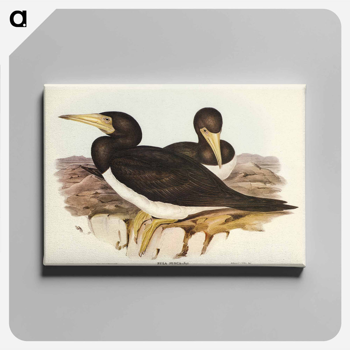 アートパネル-Brown Gannet
- オーストラリアの鳥 Canvas.