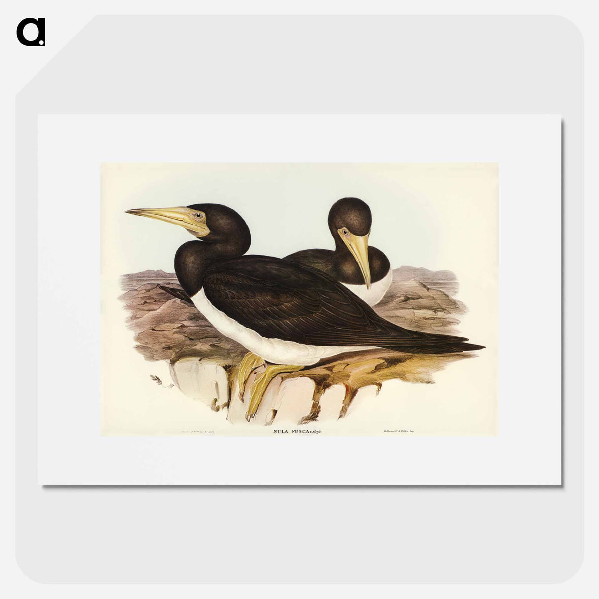 アートポスター-Brown Gannet
- オーストラリアの鳥 Poster.