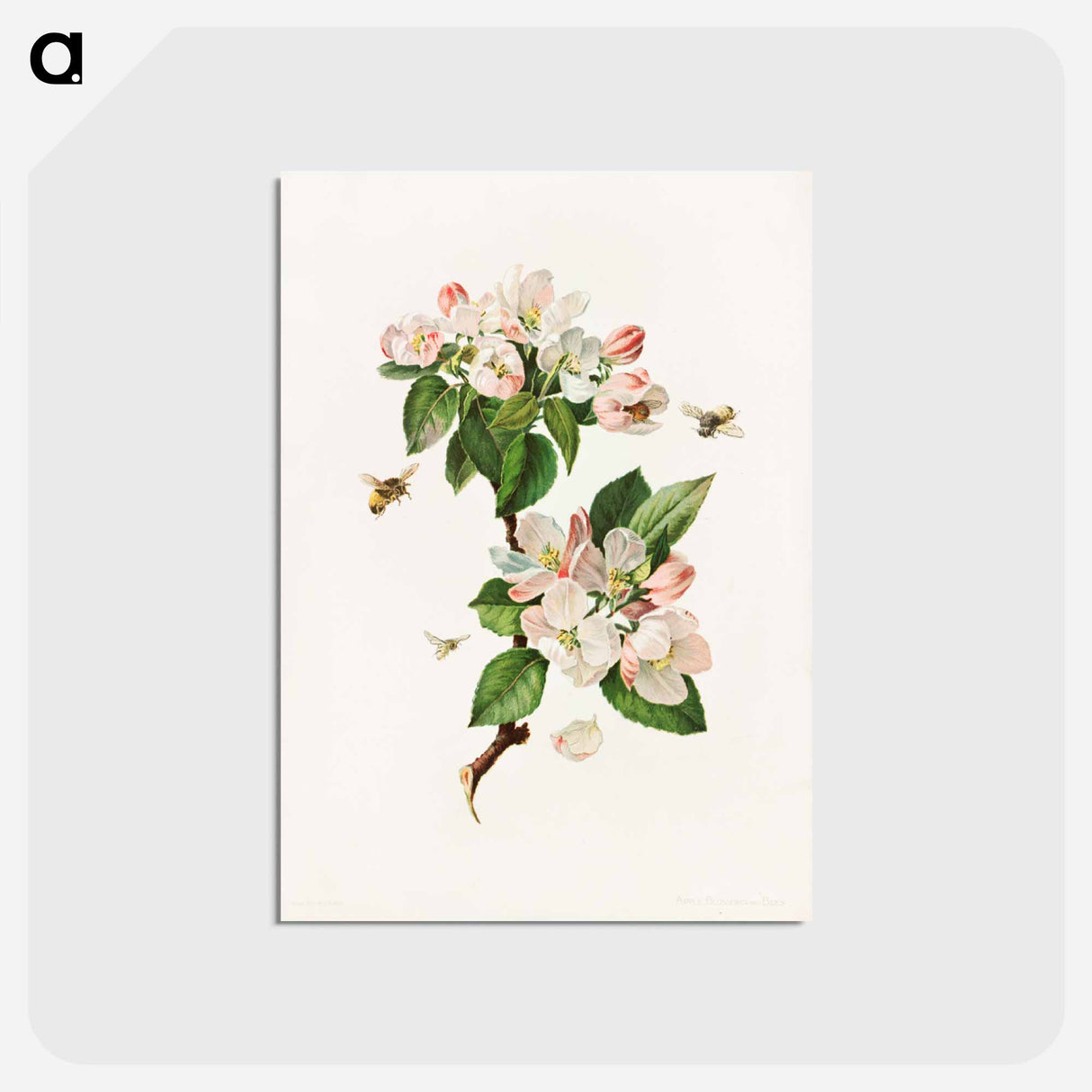 アートポストカード-Apple Blossoms and Bees
- ボストン公共図書館 Postcard.