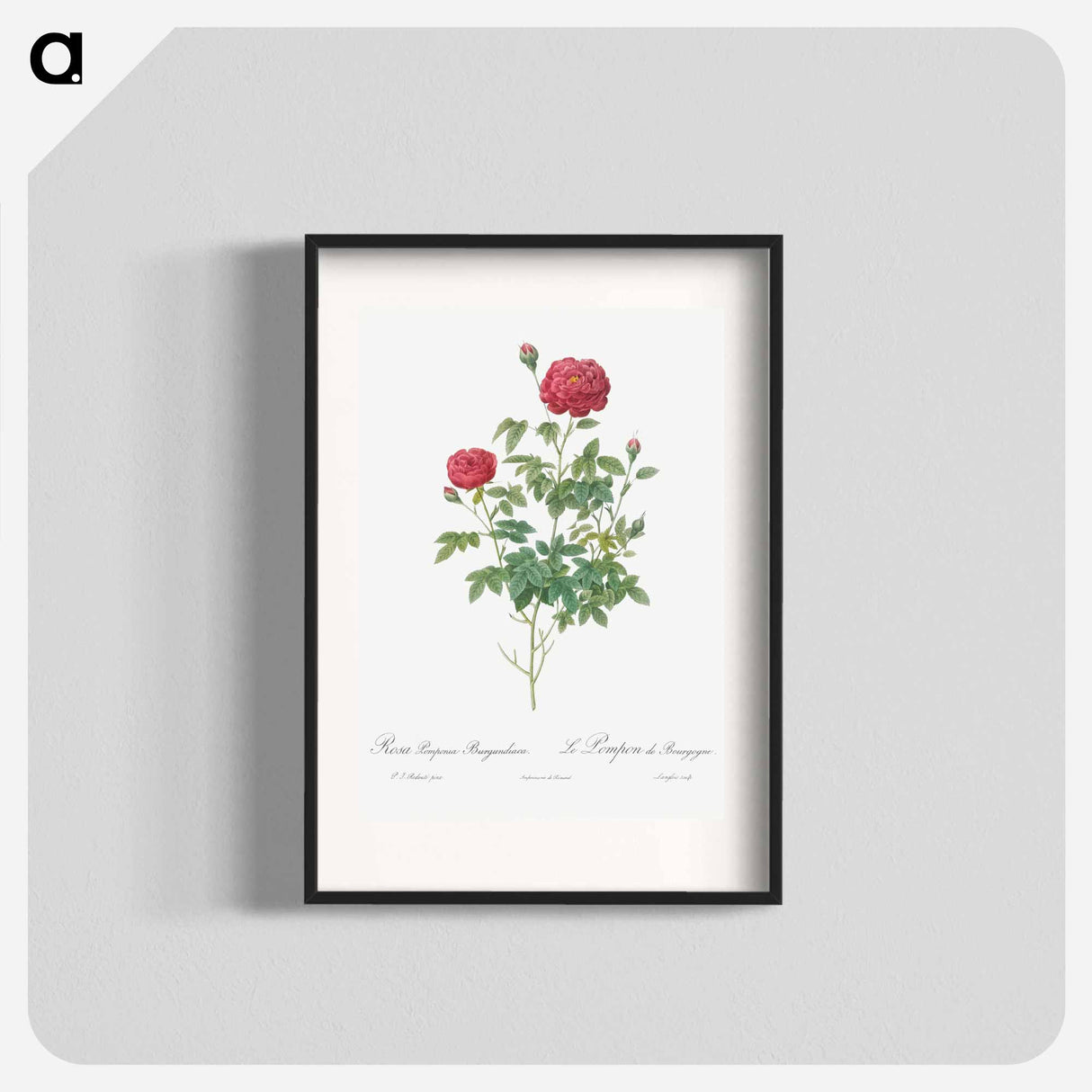 アートポスター-Burgundy Cabbage Rose - ピエール ジョゼフ ルドゥーテ Poster.