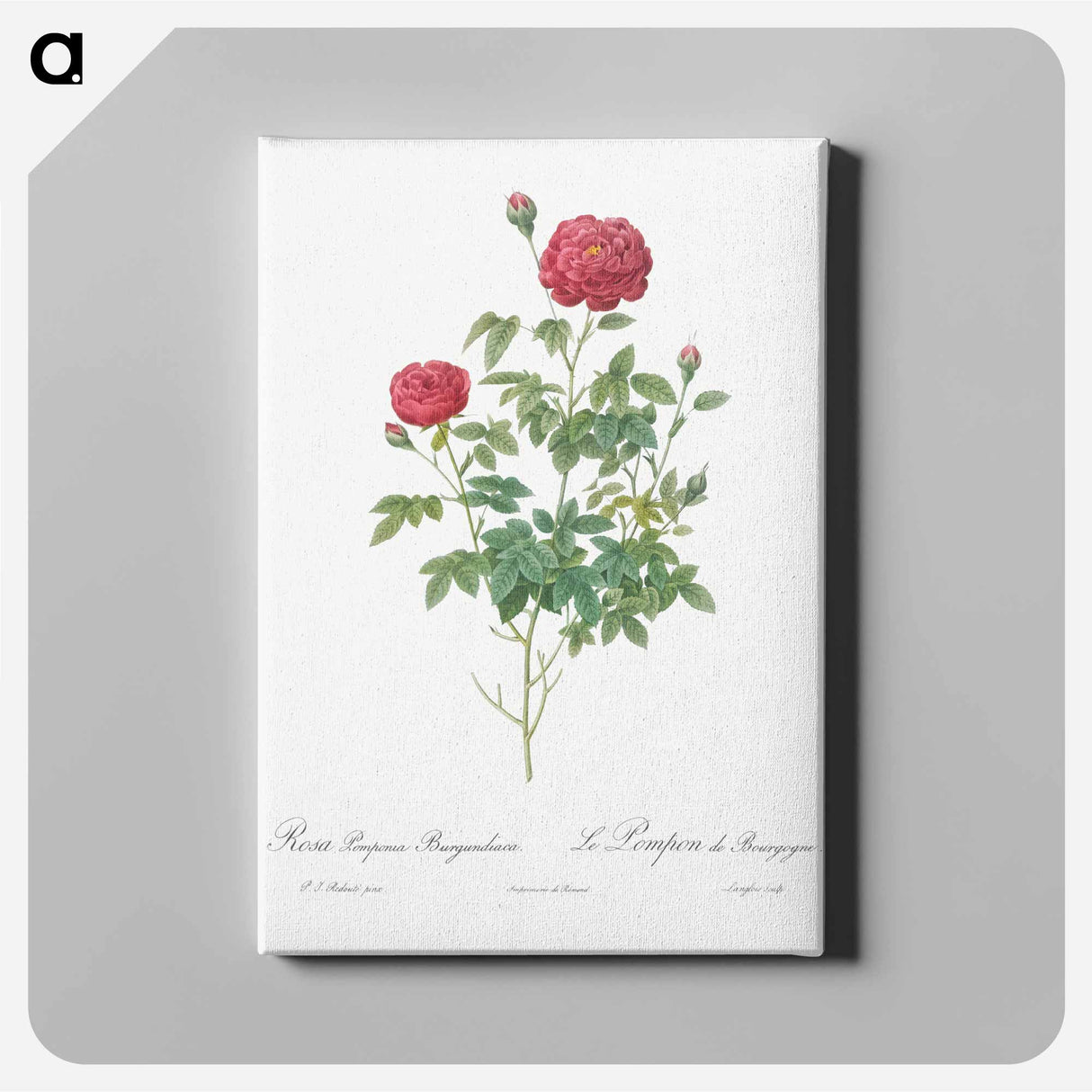 アートパネル-Burgundy Cabbage Rose - ピエール ジョゼフ ルドゥーテ Canvas.