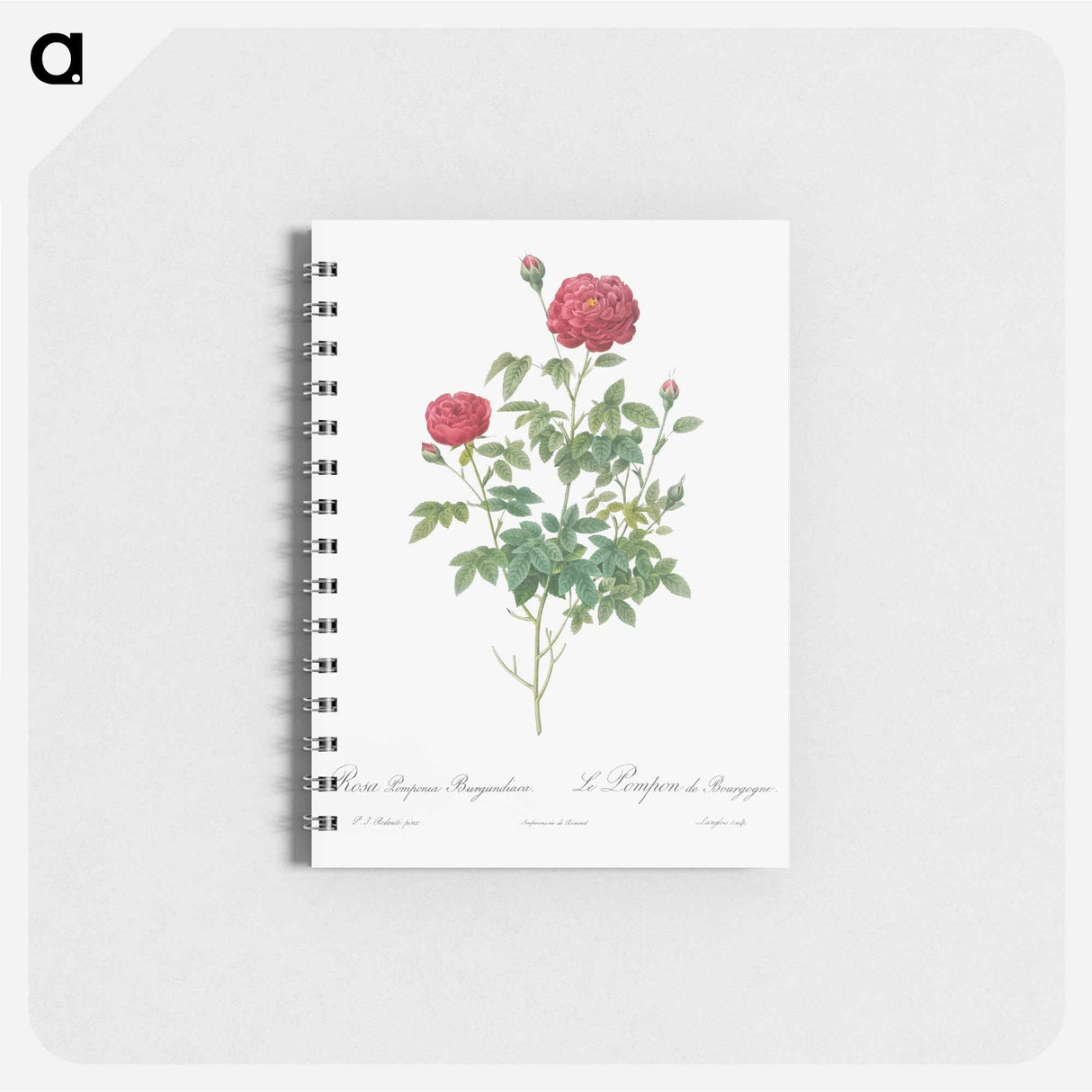 Burgundy Cabbage Rose - ピエール ジョゼフ ルドゥーテ Memo.