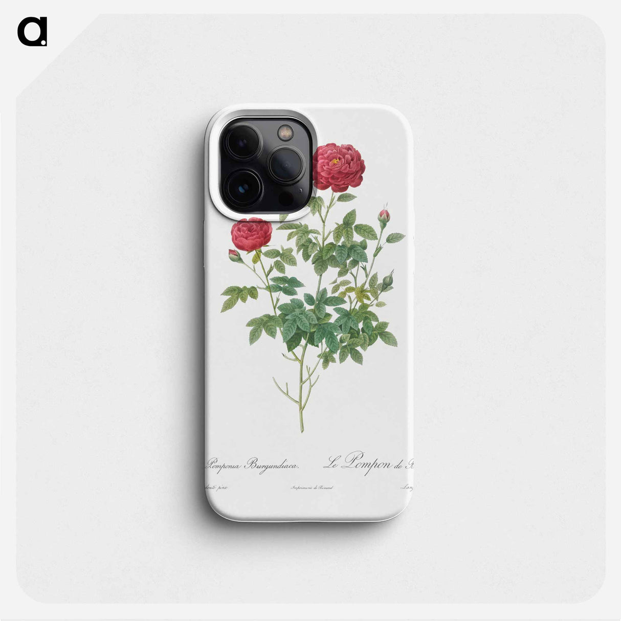 Burgundy Cabbage Rose - Pierre Joseph Redouté Phone Case.
