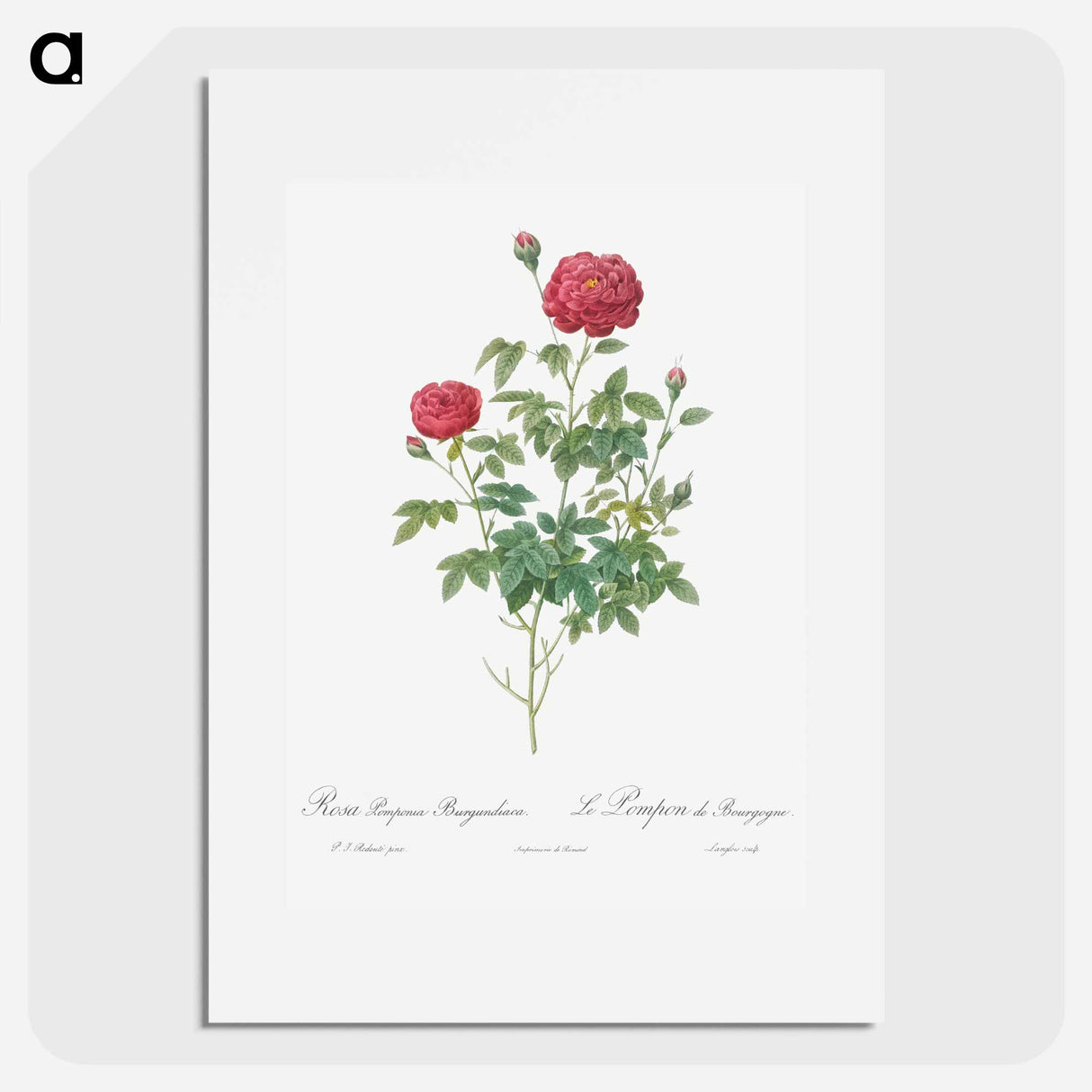 アートポスター-Burgundy Cabbage Rose - ピエール ジョゼフ ルドゥーテ Poster.