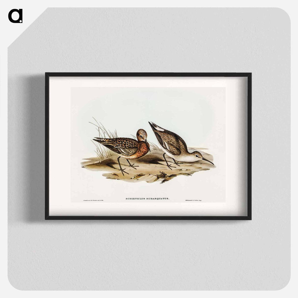 Curlew Sandpiper
- オーストラリアの鳥 Poster.