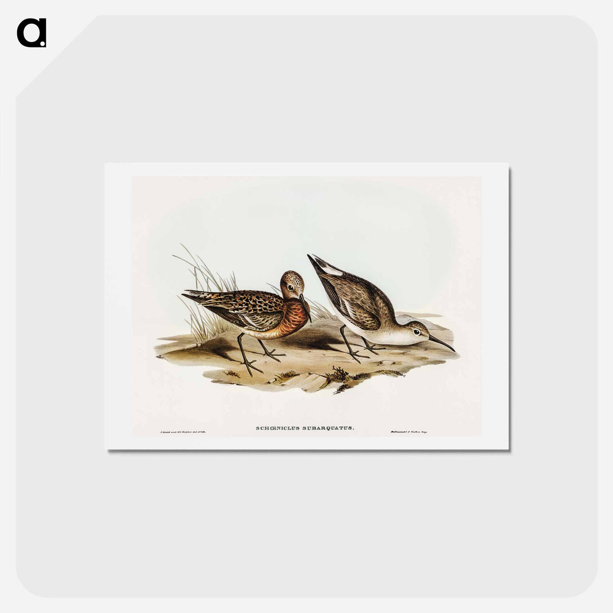 アートポストカード-Curlew Sandpiper
- オーストラリアの鳥 Postcard.
