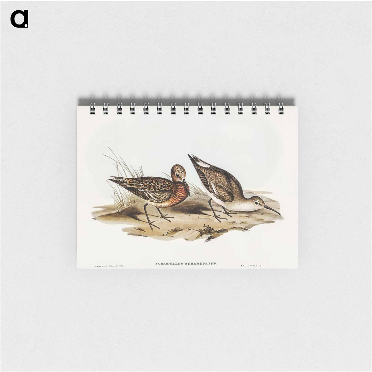 アートメモ帳-Curlew Sandpiper
- オーストラリアの鳥 Memo.