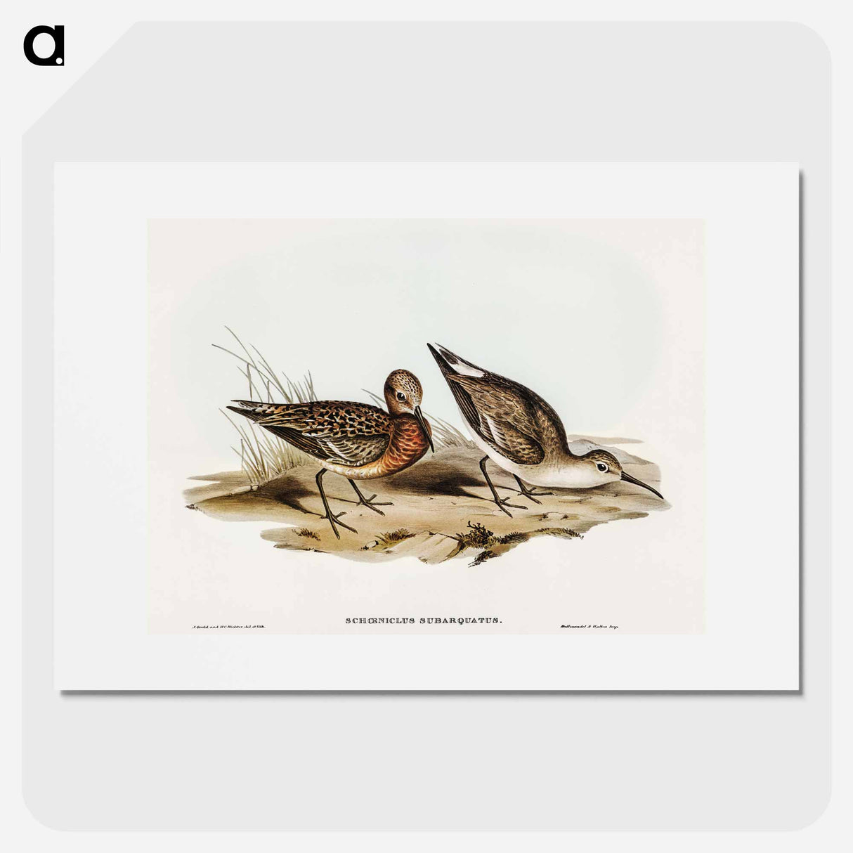 Curlew Sandpiper
- オーストラリアの鳥 Poster.