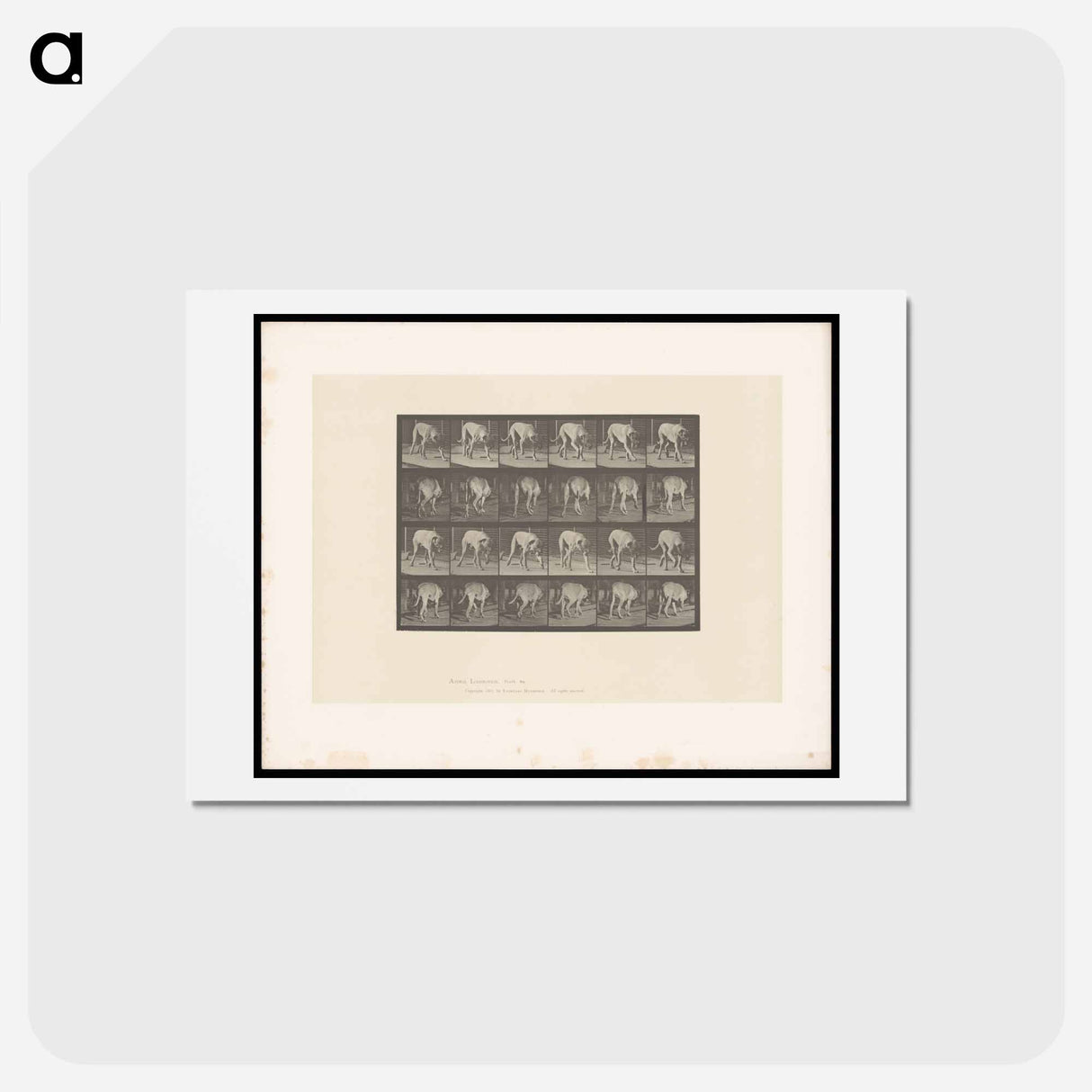 アートポストカード-Walking Mastiff
- エドワード マイブリッジ Postcard.