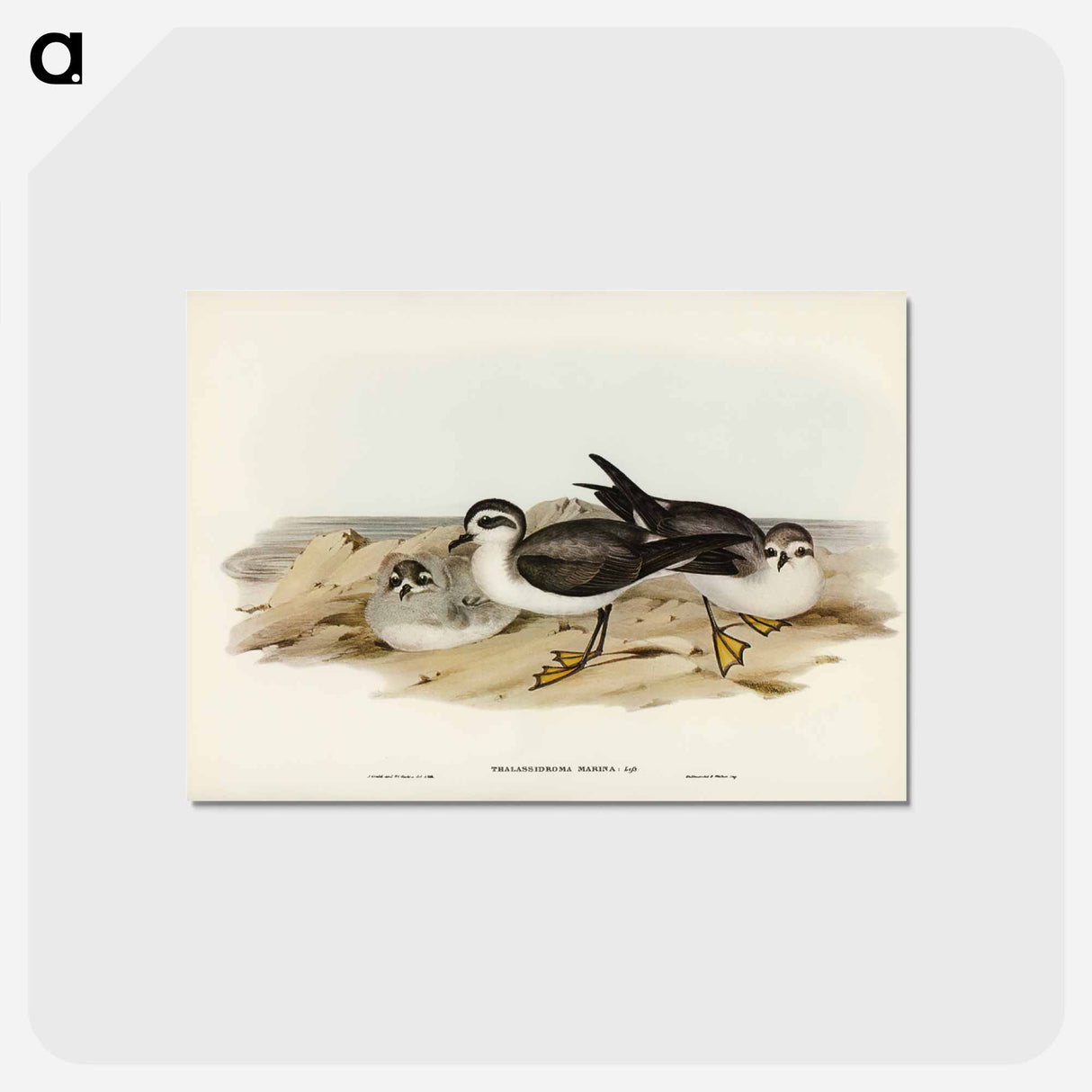 アートポストカード-White-faced Storm Petrel
- ジョン グールド Postcard.