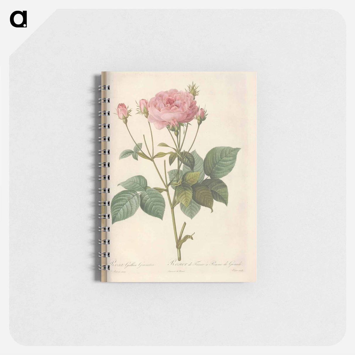 Rose illustration - ピエール ジョゼフ ルドゥーテ Memo.