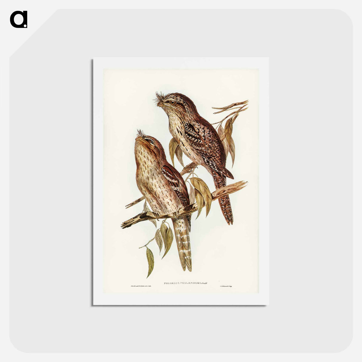 アートポストカード-Podargus Phalaenoides and Moth-plumaged Podargus
- ジョン グールド Postcard.