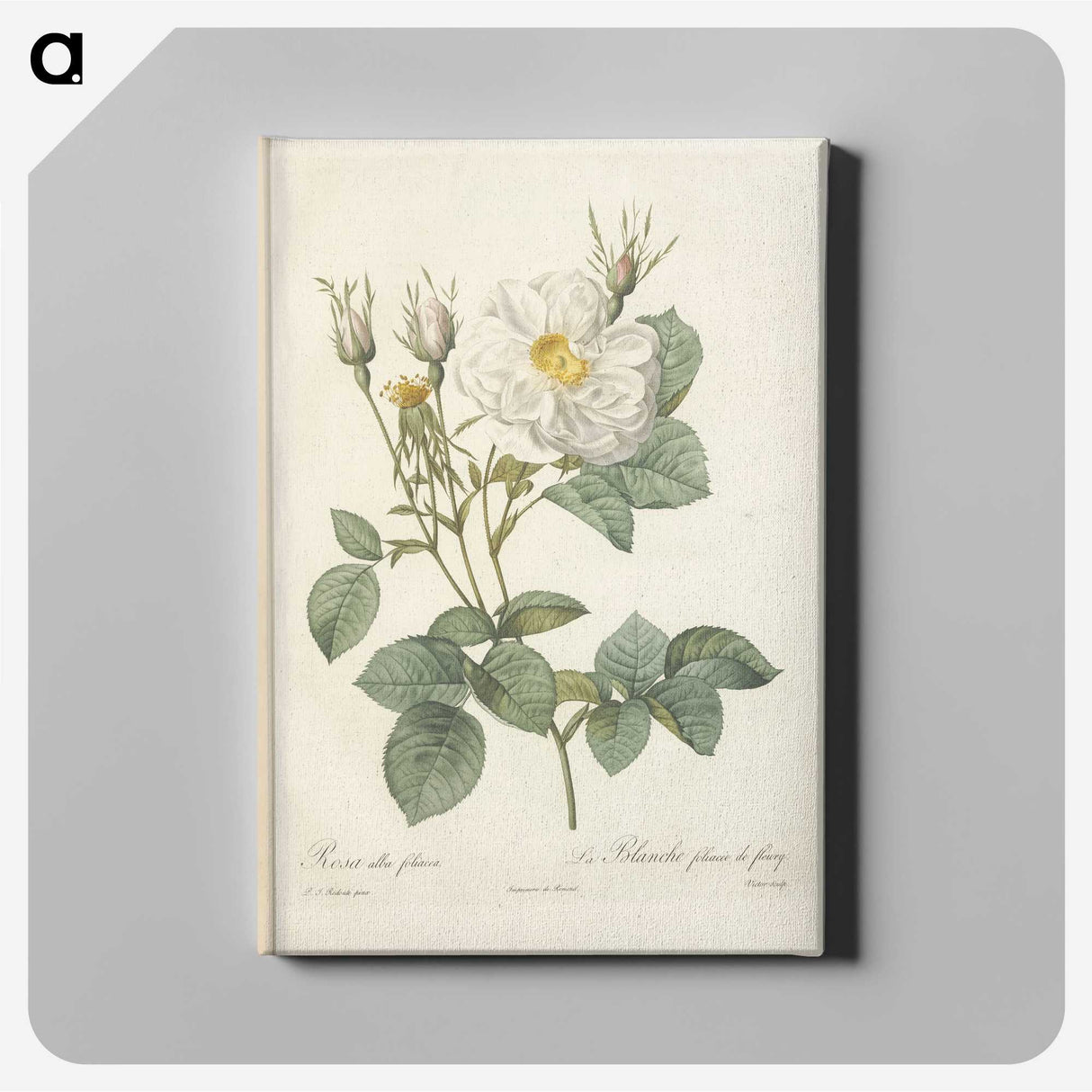 7-4_Pierre-Joseph-Redoute_canvas