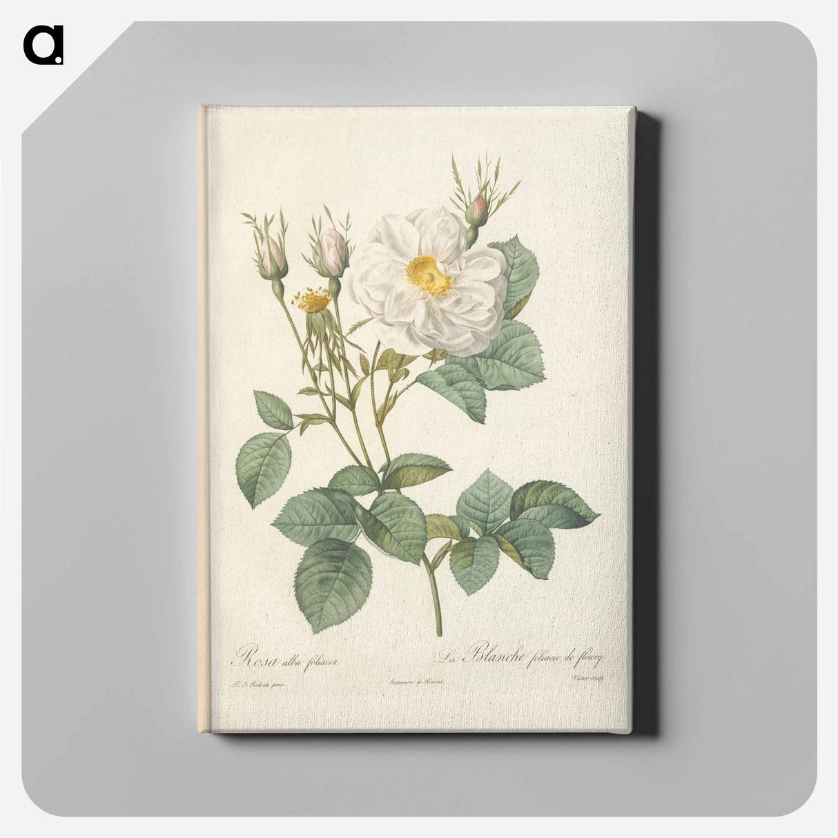 Rose illustration - Pierre Joseph Redouté Canvas.