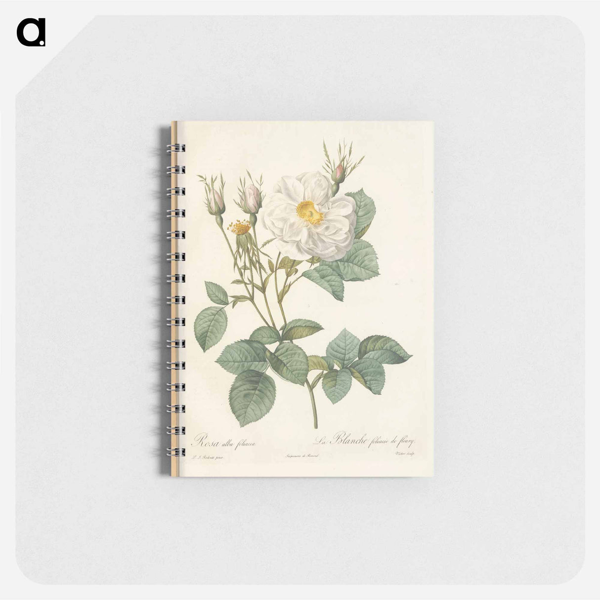 Rose illustration - ピエール ジョゼフ ルドゥーテ Memo.