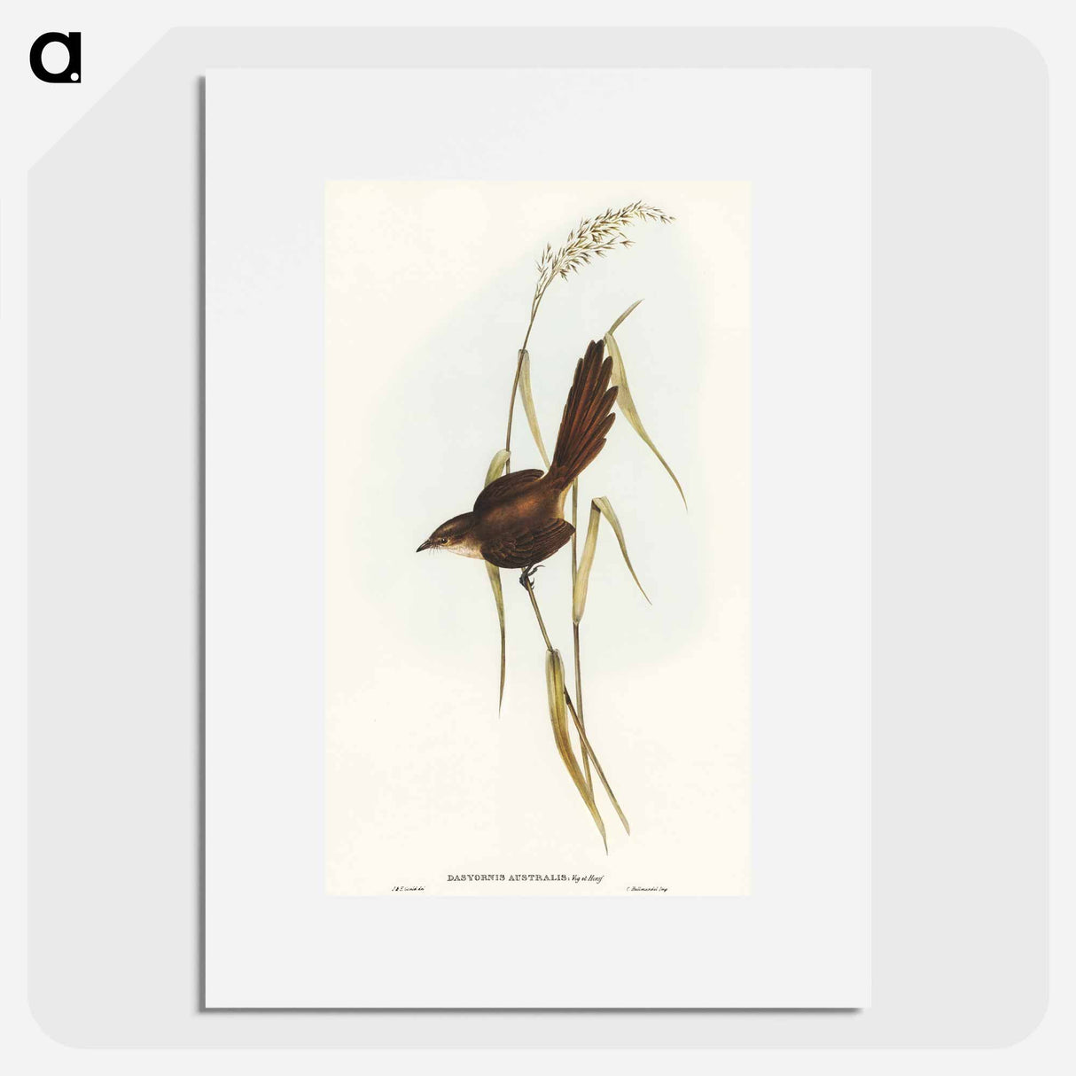 アートポスター-Bristle Bird
- オーストラリアの鳥 Poster.