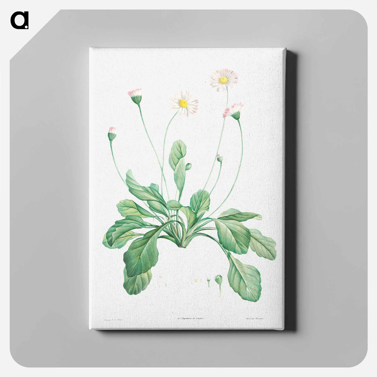 Daisy - Pierre Joseph Redouté Canvas.