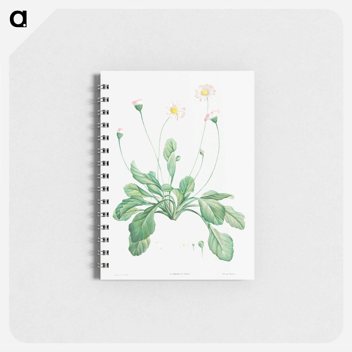 Daisy - ピエール ジョゼフ ルドゥーテ Memo.