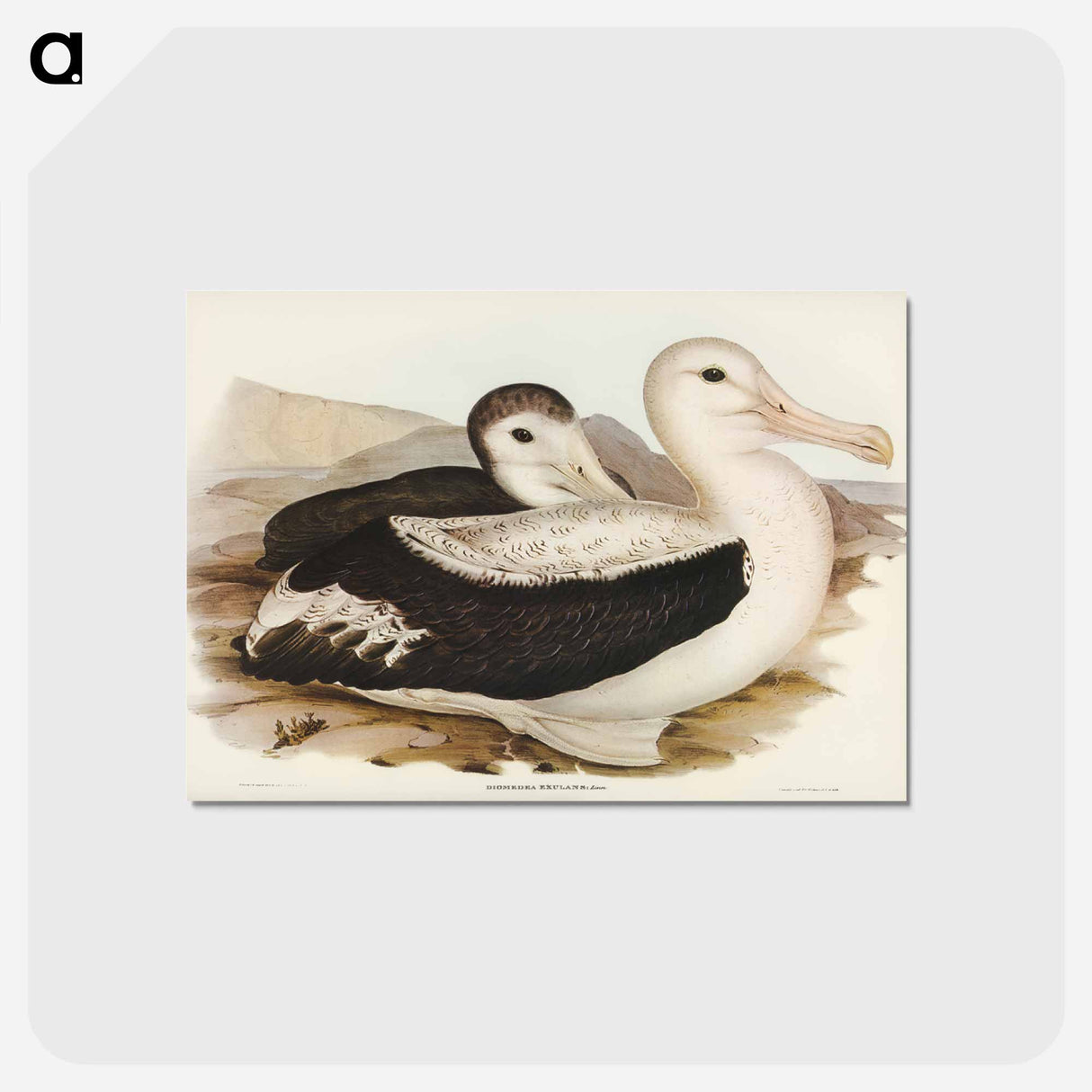 アートポストカード-Wandering Albatross
- オーストラリアの鳥 Postcard.