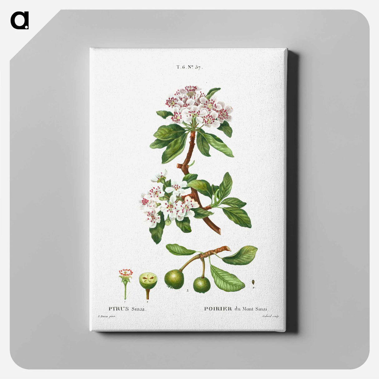 Almond-leaved pear - Pierre Joseph Redouté Canvas.