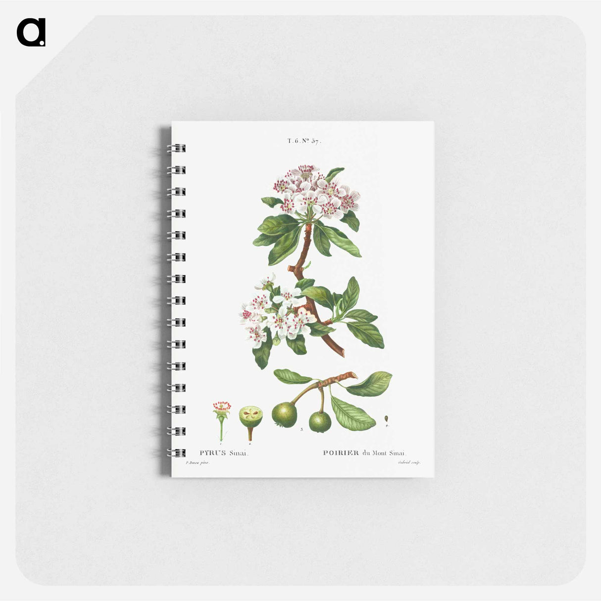 Almond-leaved pear - ピエール ジョゼフ ルドゥーテ Memo.