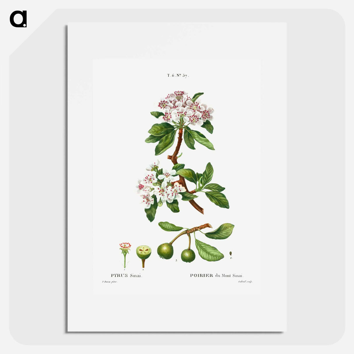 アートポスター-Almond-leaved pear - ピエール ジョゼフ ルドゥーテ Poster.