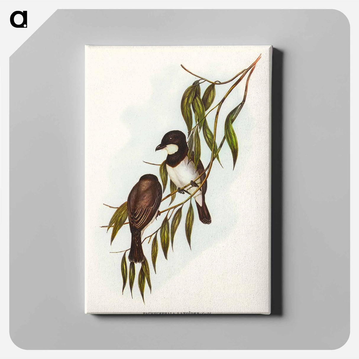 Shrike-like Phachycephala
- オーストラリアの鳥 Canvas.
