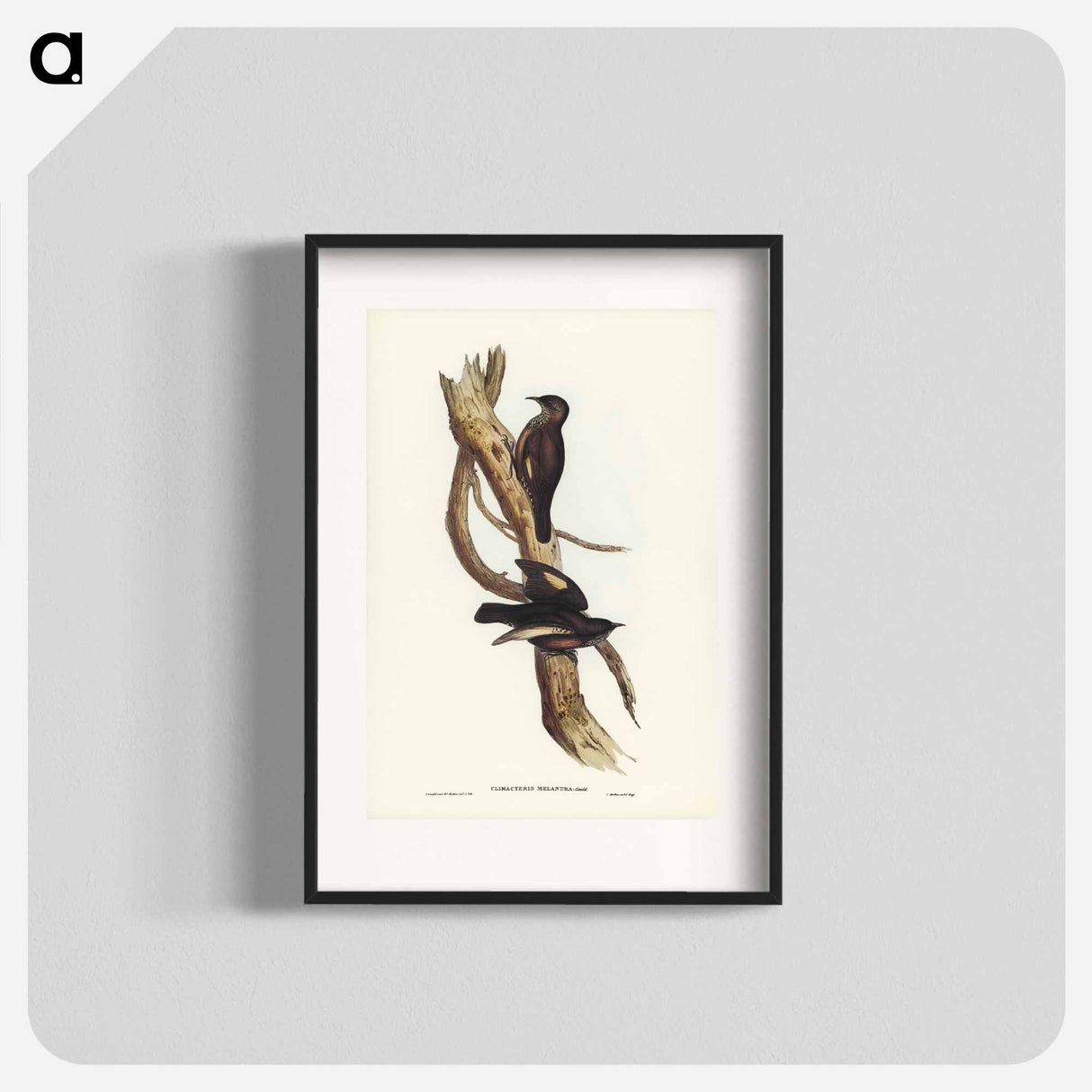 アートポスター-Black-tailed Tree-Creeper
- ジョン グールド Poster.