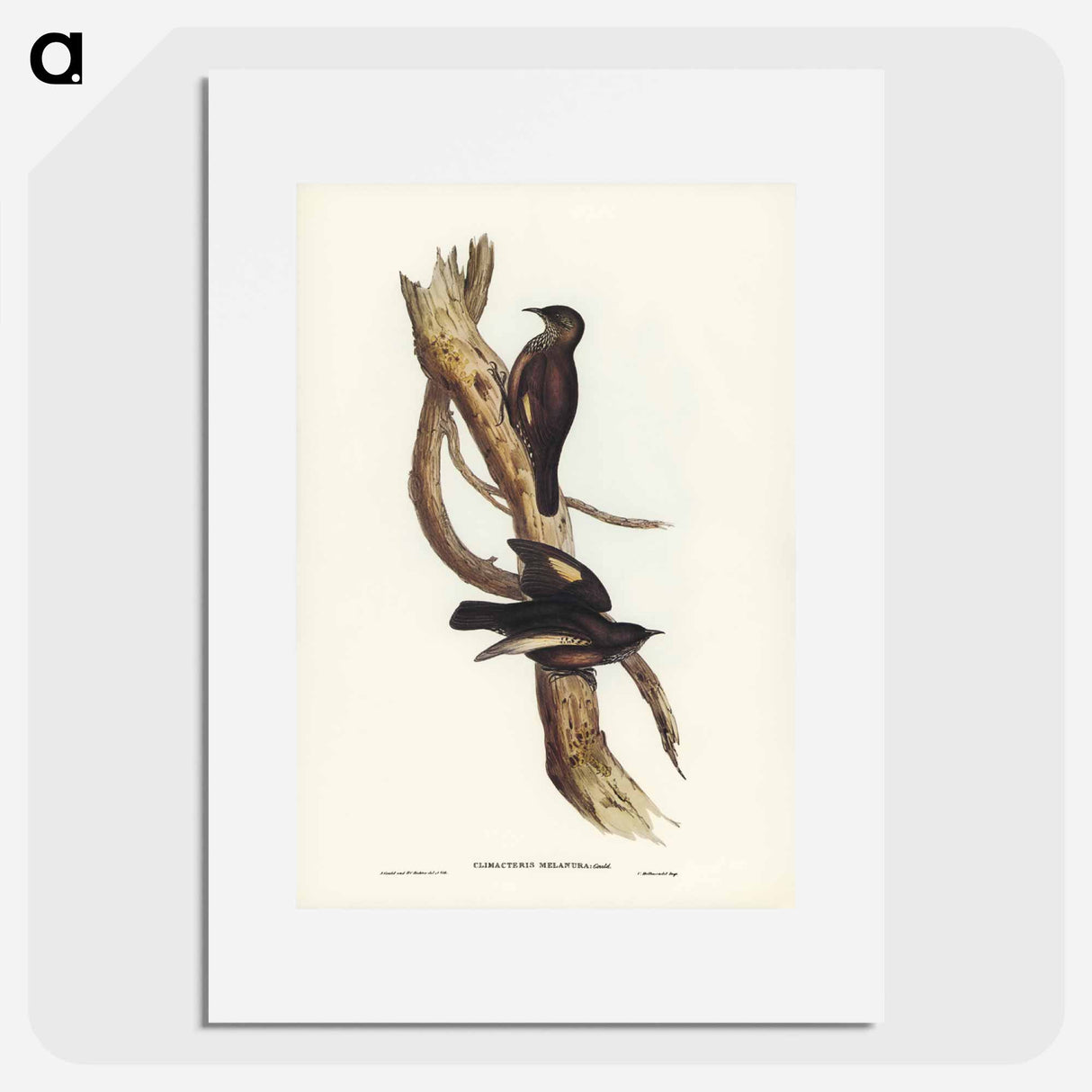 アートポスター-Black-tailed Tree-Creeper
- ジョン グールド Poster.