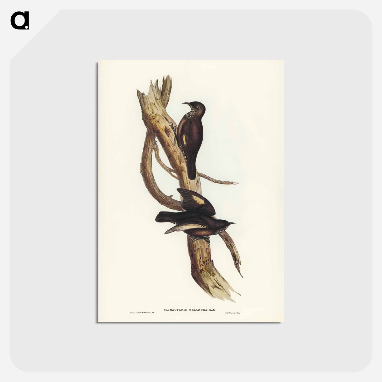 アートポストカード-Black-tailed Tree-Creeper
- ジョン グールド Postcard.