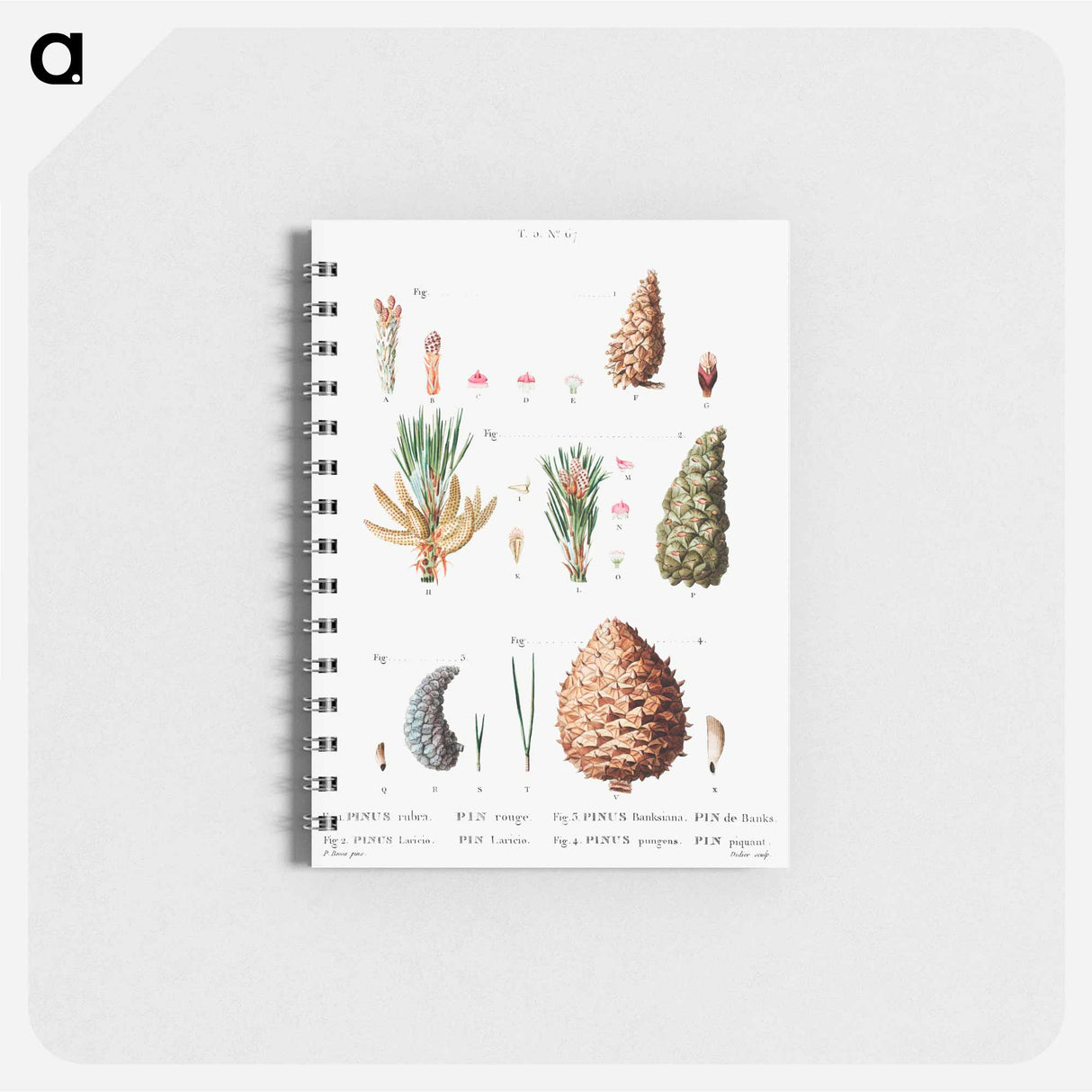 Traité des Arbres et Arbustes que l’on cultive en France en pleine terre - ピエール ジョゼフ ルドゥーテ Memo.