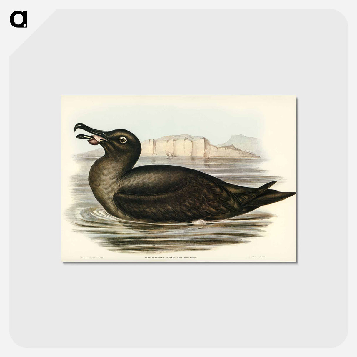 アートポストカード-Sooty Albatross
- オーストラリアの鳥 Postcard.