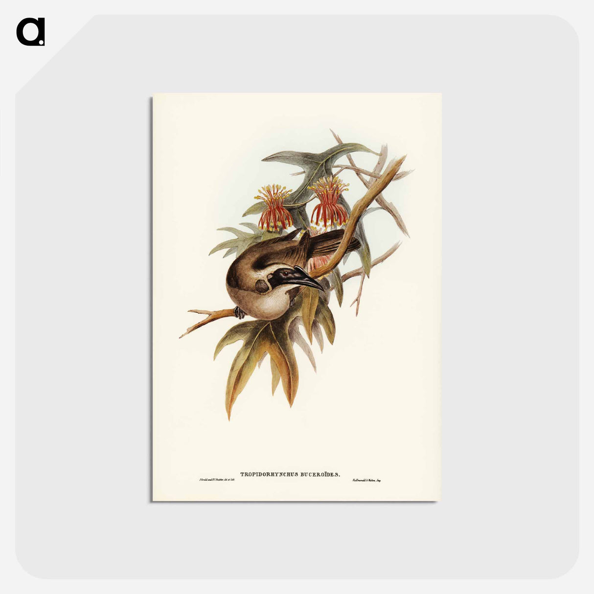 アートポストカード-Helmeted Honey-eater
- ジョン グールド Postcard.