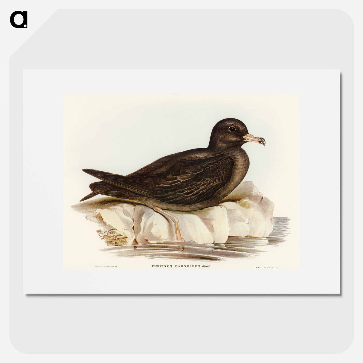 Fleshy-footed Petrel
- オーストラリアの鳥 Poster.