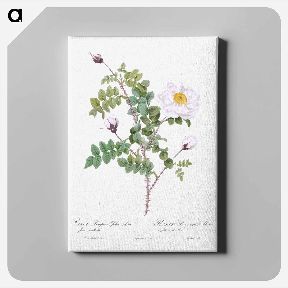 Double White Burnet Rose - Pierre Joseph Redouté Canvas.