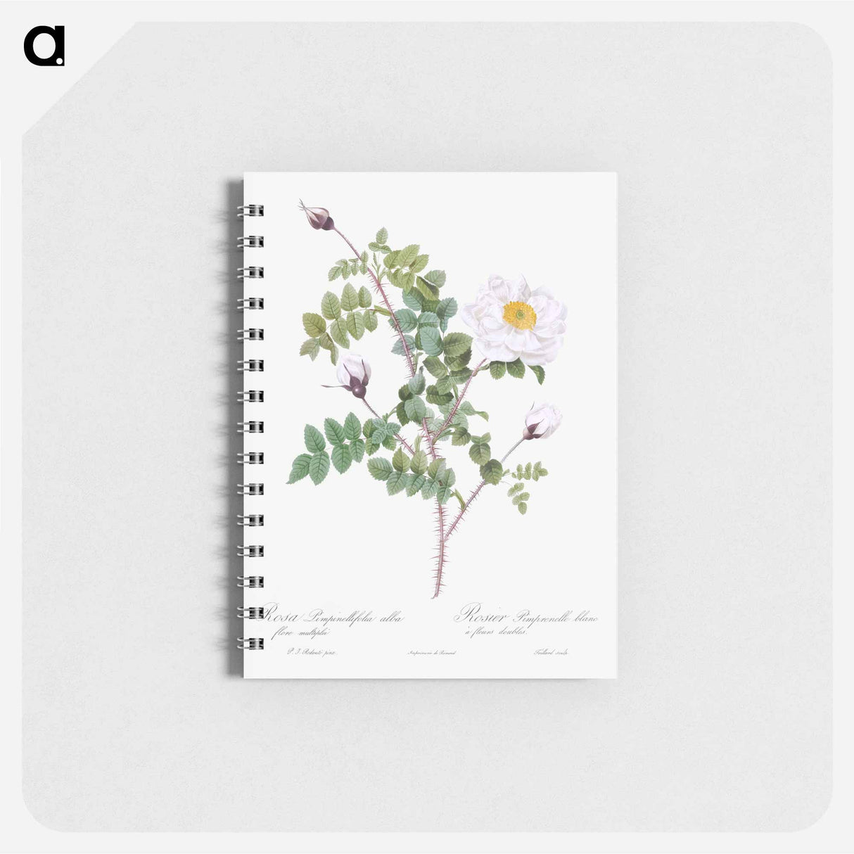 Double White Burnet Rose - ピエール ジョゼフ ルドゥーテ Memo.