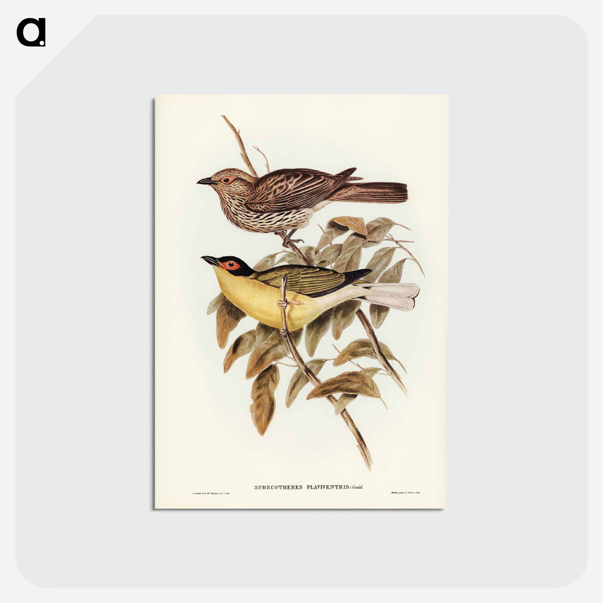 アートポストカード-Yellow-bellied Sphecotheres
- ジョン グールド Postcard.