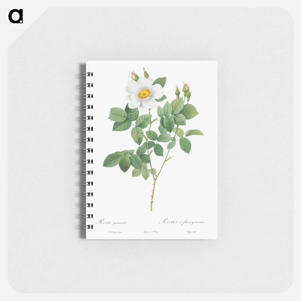 アートメモ帳-Twin-Flowered White Rose - ピエール ジョゼフ ルドゥーテ Memo.
