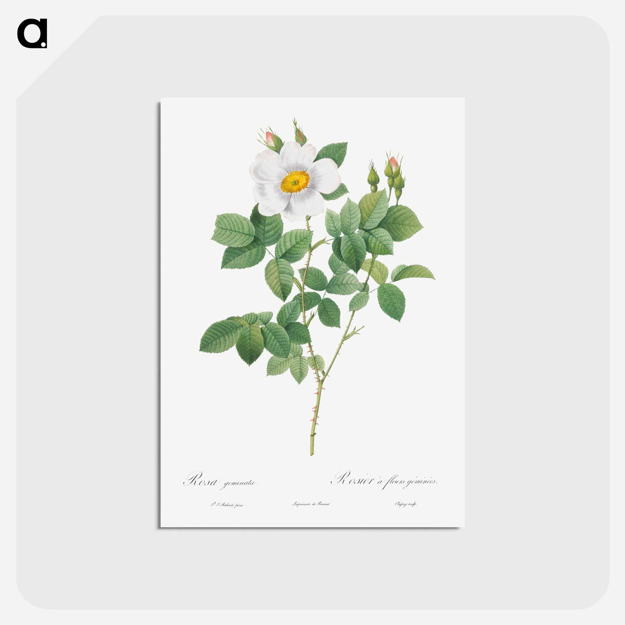 アートポストカード-Twin-Flowered White Rose - ピエール ジョゼフ ルドゥーテ Postcard.