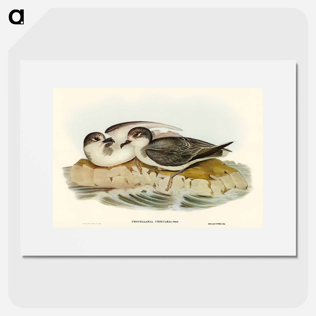 Blue Petrel
- オーストラリアの鳥 Poster.