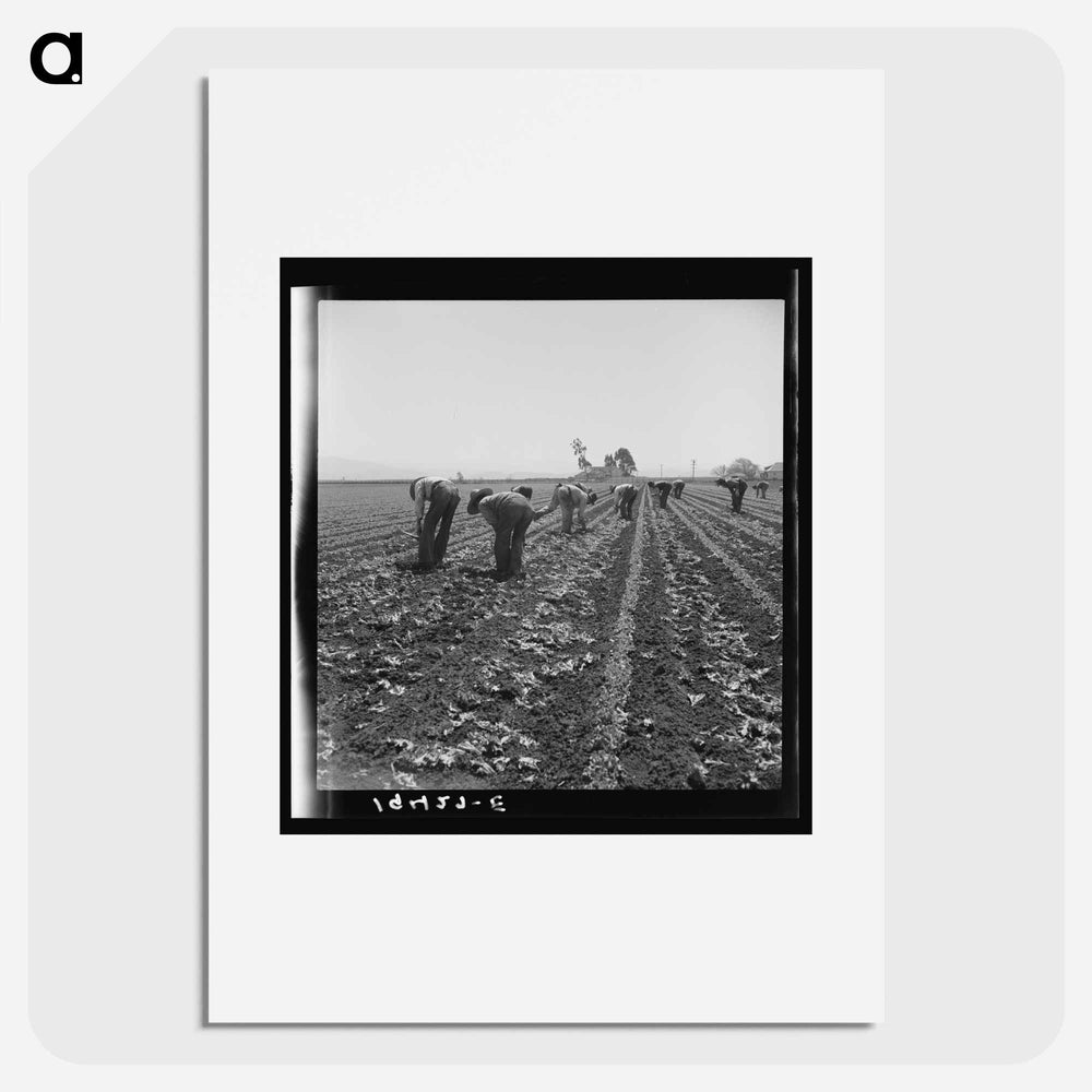 Gang of Filipino boys thinning lettuce - Dorothea Lange Poster.