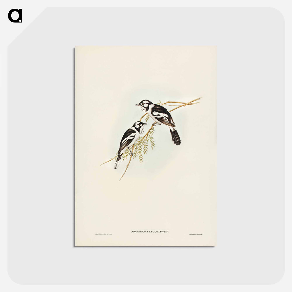 アートポストカード-White-eared Flycatcher
- ジョン グールド Postcard.