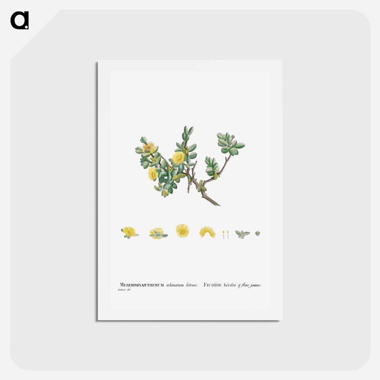 アートポストカード-Mesembryanthemum Echinatum (Pickle Plant) - ピエール ジョゼフ ルドゥーテ Postcard.