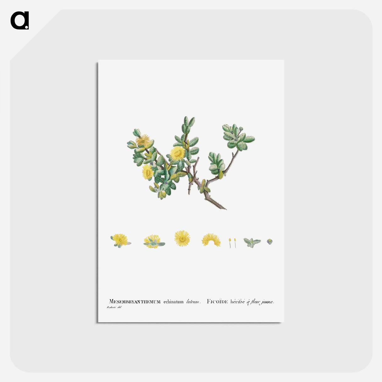 アートポストカード-Mesembryanthemum Echinatum (Pickle Plant) - ピエール ジョゼフ ルドゥーテ Postcard.