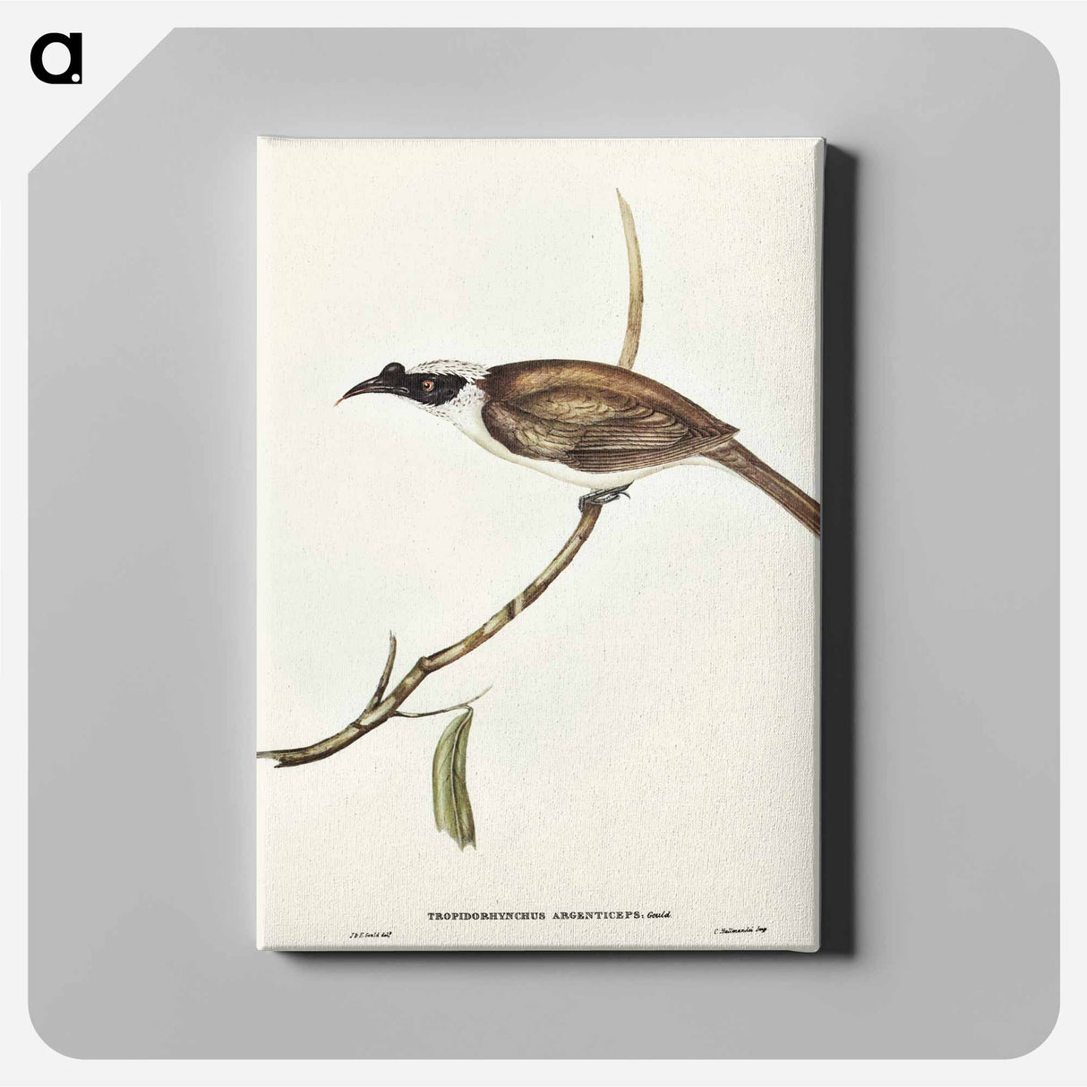 Silvery-crowned Friar Bird
- オーストラリアの鳥 Canvas.