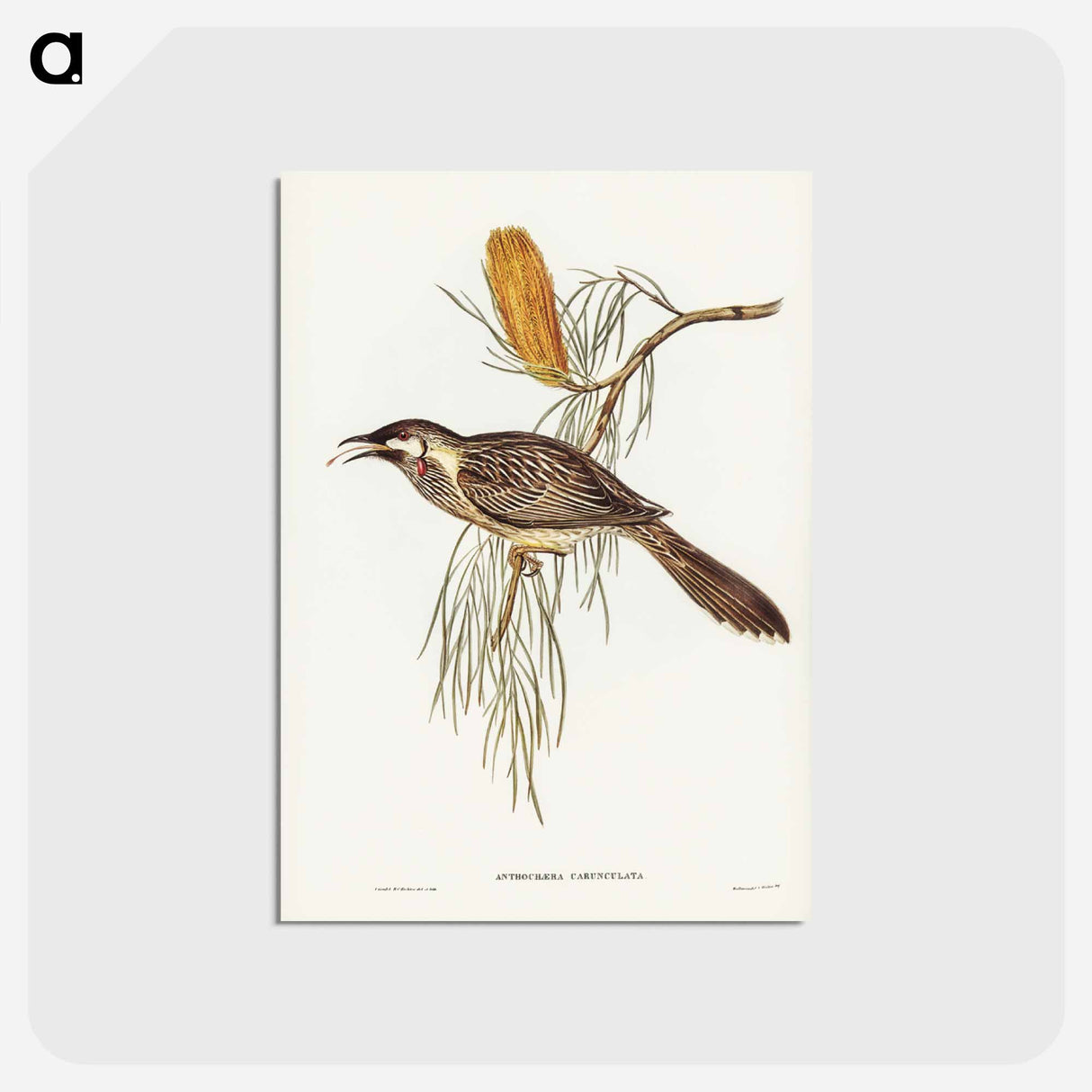 アートポストカード-Wattled Honey-eater
- ジョン グールド Postcard.