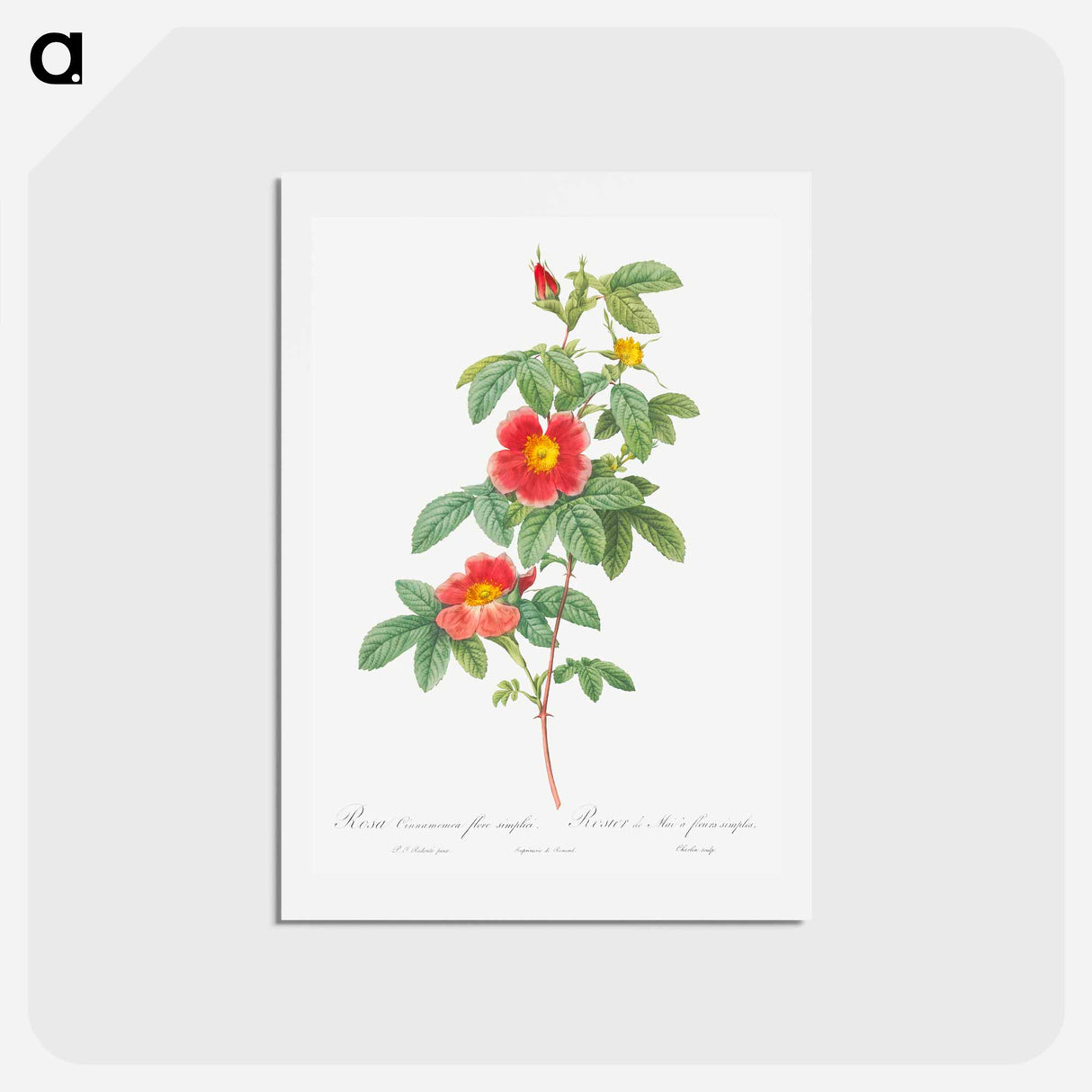 アートポストカード-Rosa majalis - ピエール ジョゼフ ルドゥーテ Postcard.